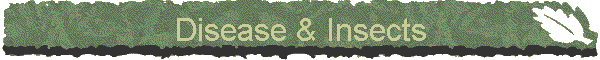 Disease & Insects